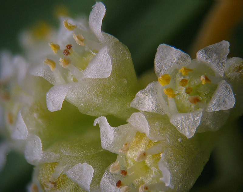 Cuscuta campestris / Cuscuta ungherese